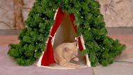 🐾 Christmas Tree Pet Tent – Calming Pet Tent & Cozy Dog House (MESH Comfort Space for Small Pets)